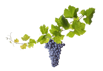 Fruti-mas - frutas, verduras y abarrotes